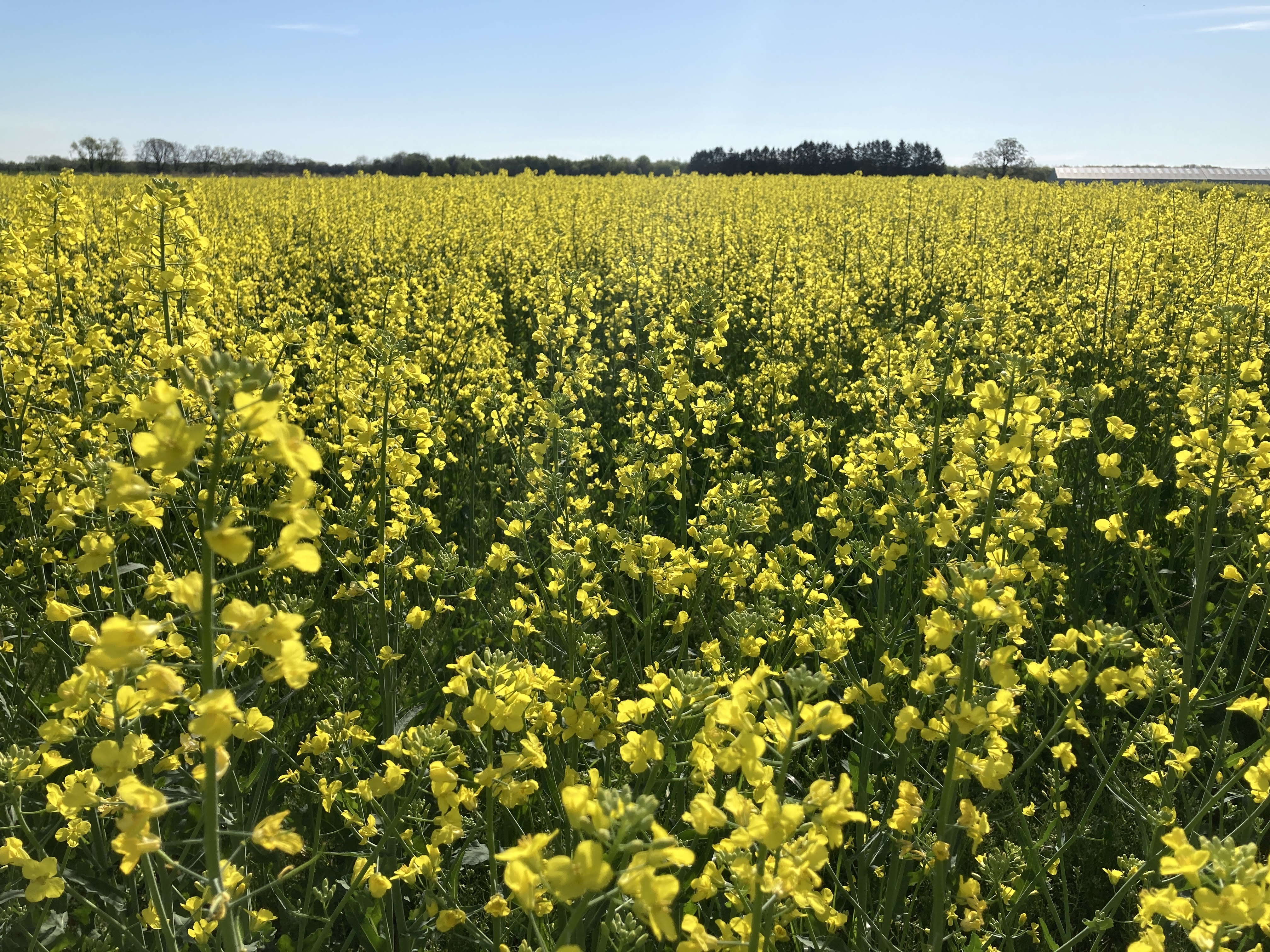Canola field full bloom.JPG